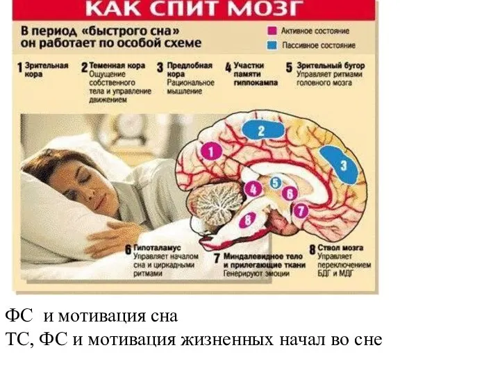 ФС и мотивация сна ТС, ФС и мотивация жизненных начал во сне