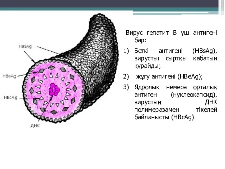 Вирус гепатит В үш антигені бар: Беткі антигені (HBsAg), вирустыі сыртқы