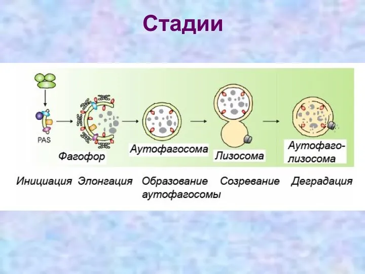 Стадии