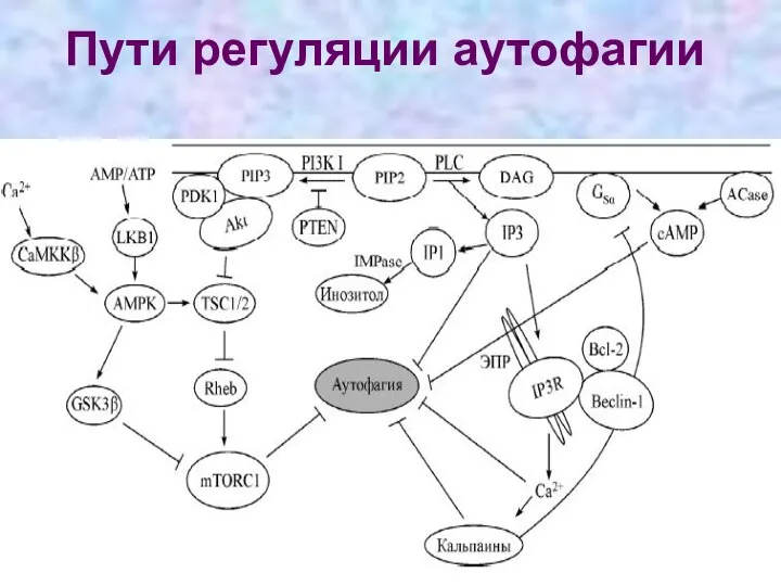 Пути регуляции аутофагии