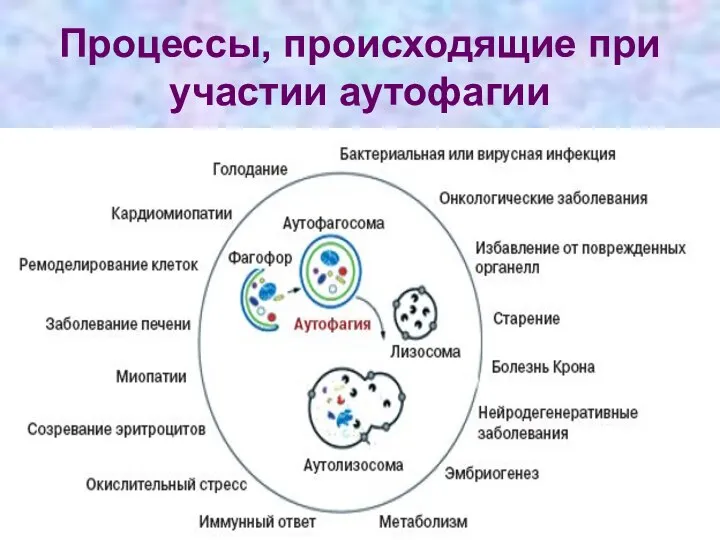 Процессы, происходящие при участии аутофагии