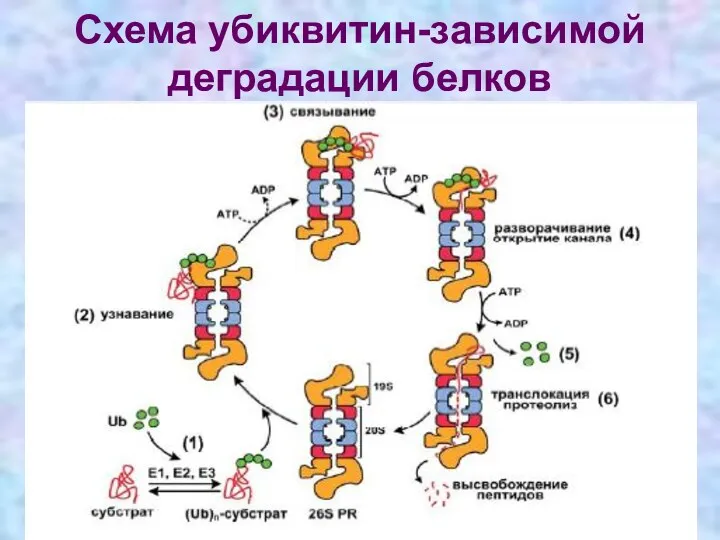 Схема убиквитин-зависимой деградации белков