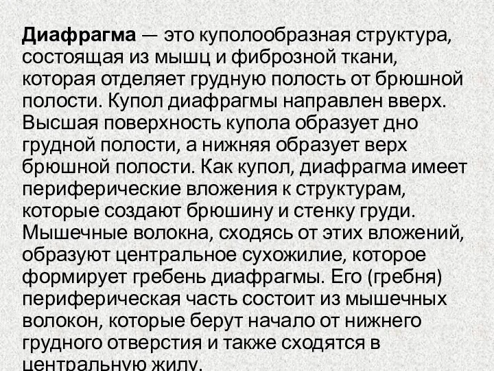 Диафрагма — это куполообразная структура, состоящая из мышц и фиброзной ткани,