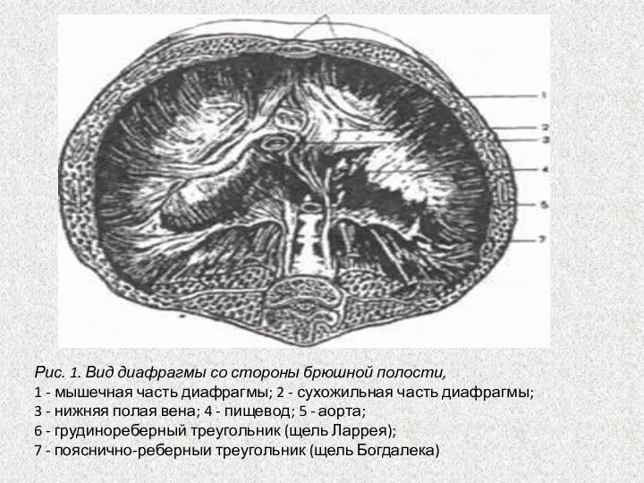 Рис. 1. Вид диафрагмы со стороны брюшной полости, 1 - мышечная