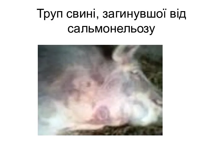 Труп свині, загинувшої від сальмонельозу