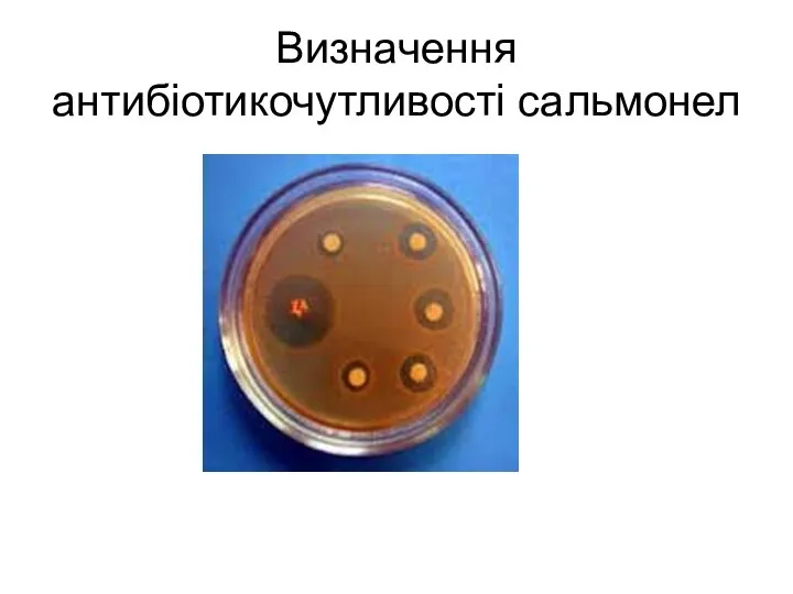 Визначення антибіотикочутливості сальмонел