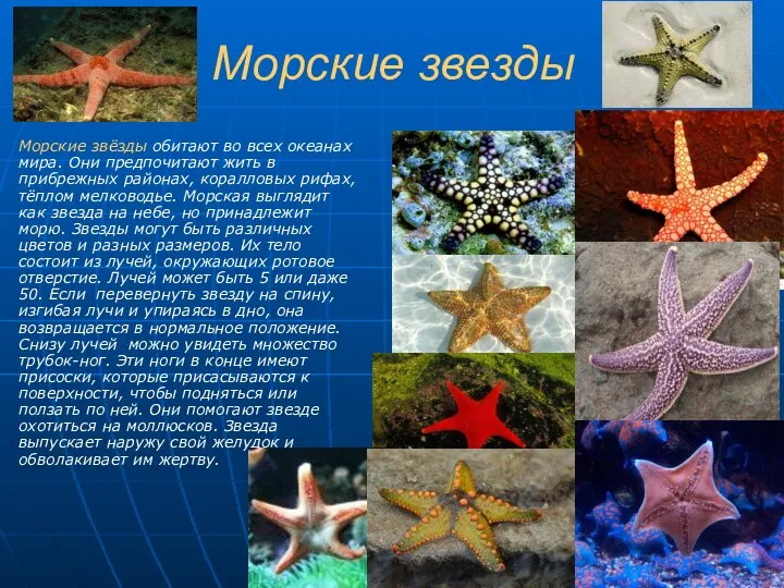 Морские звезды Морские звёзды обитают во всех океанах мира. Они предпочитают