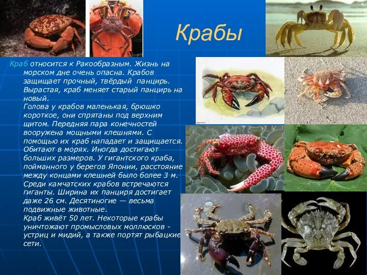 Крабы Краб относится к Ракообразным. Жизнь на морском дне очень опасна.