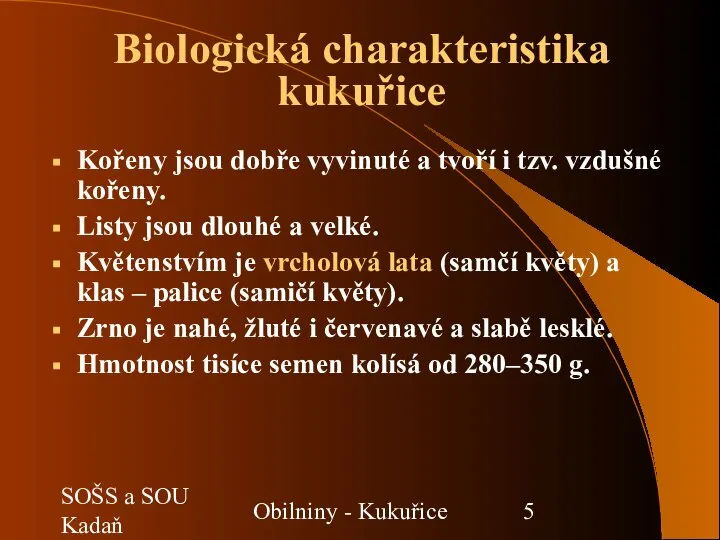 SOŠS a SOU Kadaň Obilniny - Kukuřice Kořeny jsou dobře vyvinuté