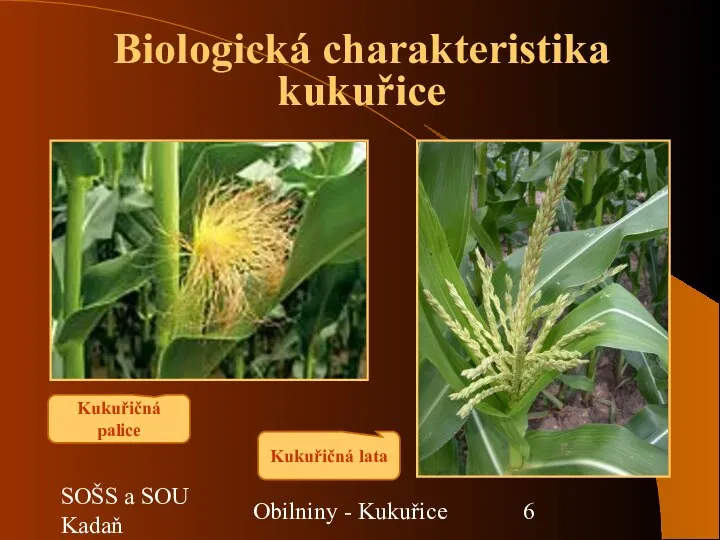 SOŠS a SOU Kadaň Obilniny - Kukuřice Kukuřičná palice Kukuřičná lata Biologická charakteristika kukuřice