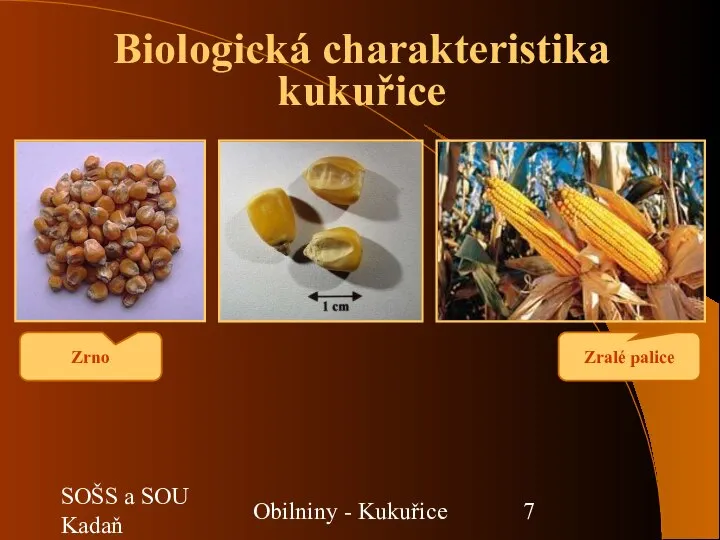 SOŠS a SOU Kadaň Obilniny - Kukuřice Zrno Zralé palice Biologická charakteristika kukuřice