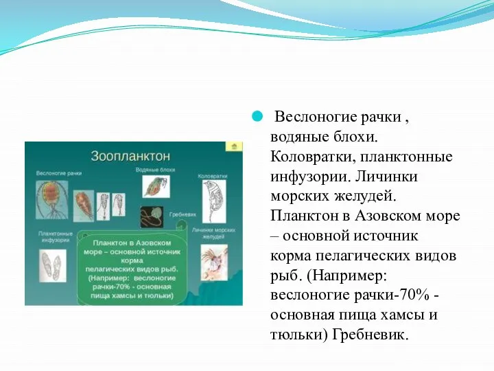 Веслоногие рачки , водяные блохи. Коловратки, планктонные инфузории. Личинки морских желудей.