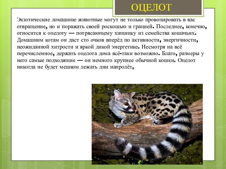 Экзотические домашние животные могут не только провоцировать в вас отвращение, но