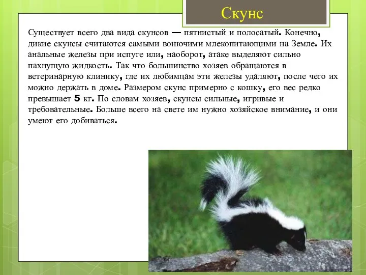 Скунс Существует всего два вида скунсов — пятнистый и полосатый. Конечно,