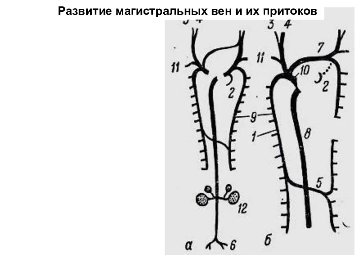 Развитие магистральных вен и их притоков