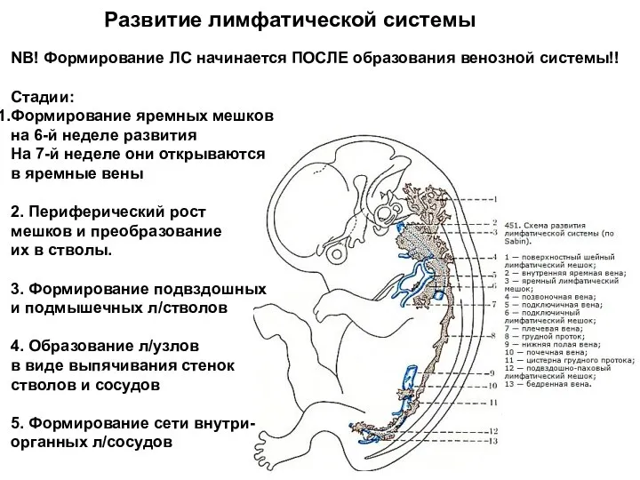 Развитие лимфатической системы NB! Формирование ЛС начинается ПОСЛЕ образования венозной системы!!