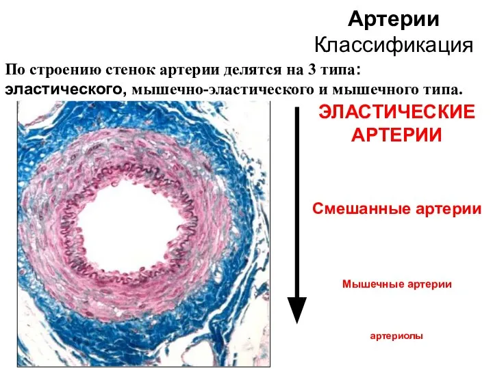 ЭЛАСТИЧЕСКИЕ АРТЕРИИ Смешанные артерии Мышечные артерии артериолы По строению стенок артерии