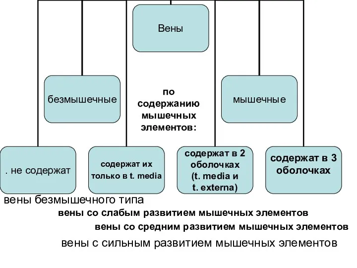 вены безмышечного типа вены со слабым развитием мышечных элементов вены со