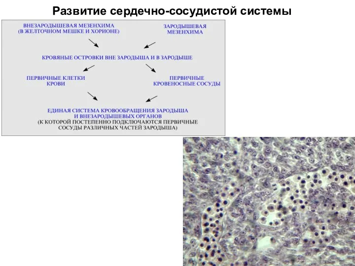 Развитие сердечно-сосудистой системы