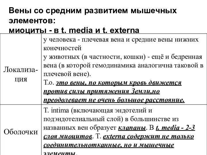 Вены со средним развитием мышечных элементов: миоциты - в t. media и t. externa