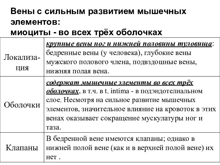 Вены с сильным развитием мышечных элементов: миоциты - во всех трёх оболочках