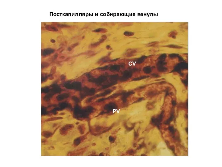 Посткапилляры и собирающие венулы PV CV