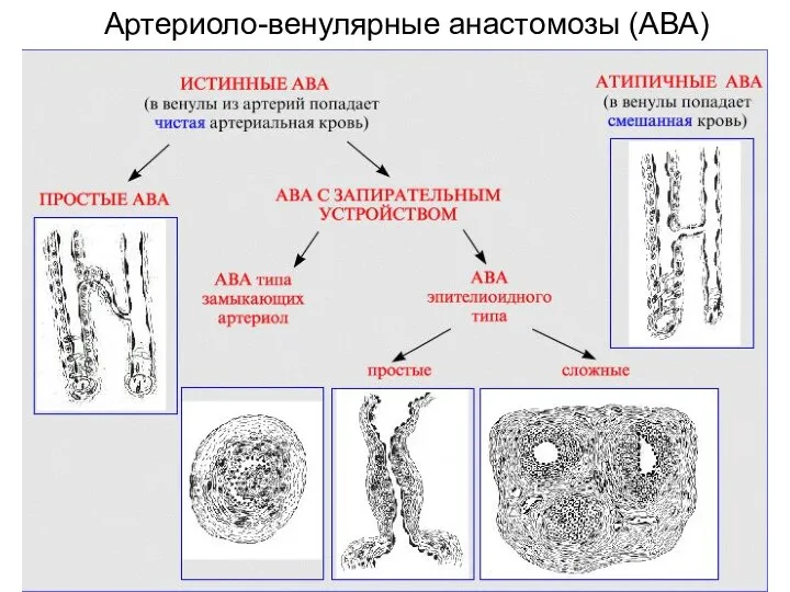 Артериоло-венулярные анастомозы (АВА)