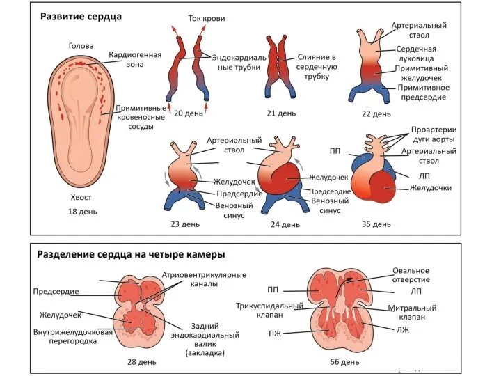 Развитие сердца