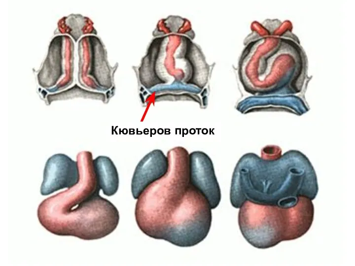 Кювьеров проток