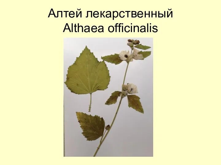 Алтей лекарственный Althaea officinalis