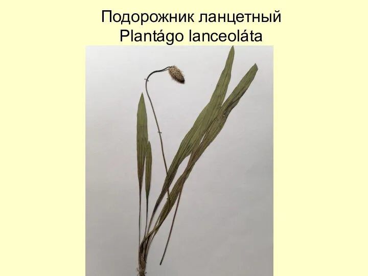 Подорожник ланцетный Plantágo lanceoláta