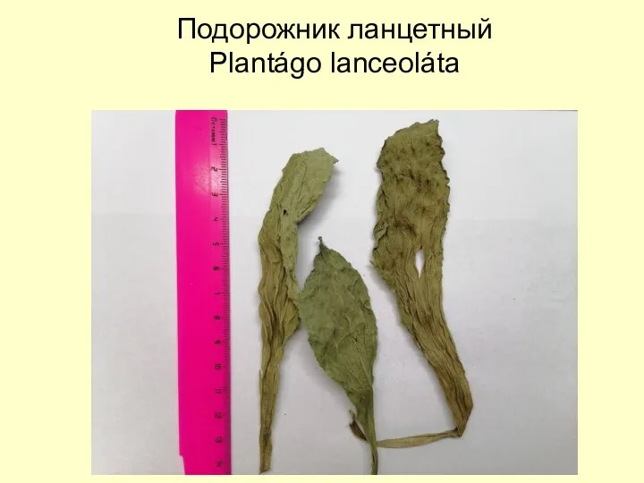 Подорожник ланцетный Plantágo lanceoláta