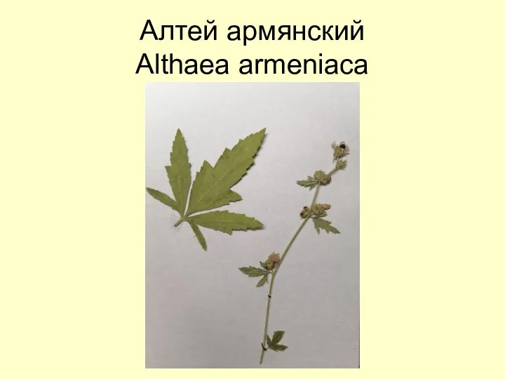 Алтей армянский Althaea armeniaca