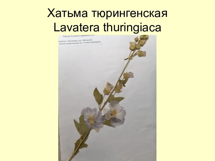 Хатьма тюрингенская Lavatera thuringiaca