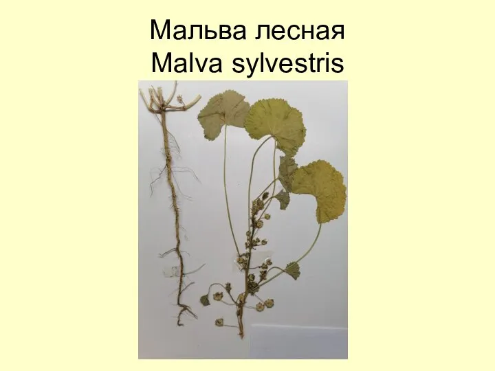 Мальва лесная Malva sylvestris