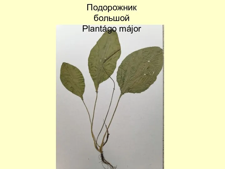 Подорожник большой Plantágo májor