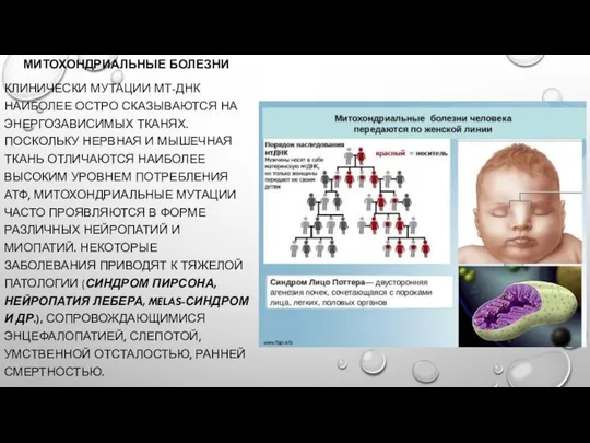 МИТОХОНДРИАЛЬНЫЕ БОЛЕЗНИ КЛИНИЧЕСКИ МУТАЦИИ МТ-ДНК НАИБОЛЕЕ ОСТРО СКАЗЫВАЮТСЯ НА ЭНЕРГОЗАВИСИМЫХ ТКАНЯХ.