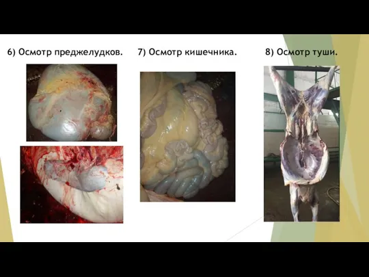 6) Осмотр преджелудков. 7) Осмотр кишечника. 8) Осмотр туши.