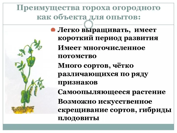 Преимущества гороха огородного как объекта для опытов: Легко выращивать, имеет короткий