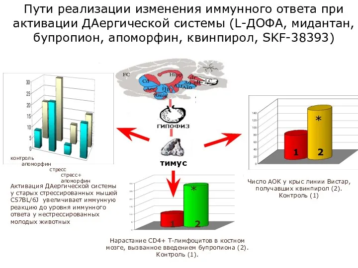 Активация ДАергической системы у старых стрессированных мышей C57BL/6J увеличивает иммунную реакцию