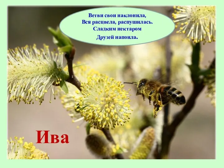 Ива Ветви свои наклонила, Вся расцвела, распушилась. Сладким нектаром Друзей напоила.