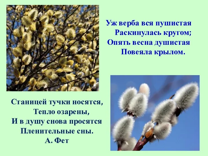 Уж верба вся пушистая Раскинулась кругом; Опять весна душистая Повеяла крылом.