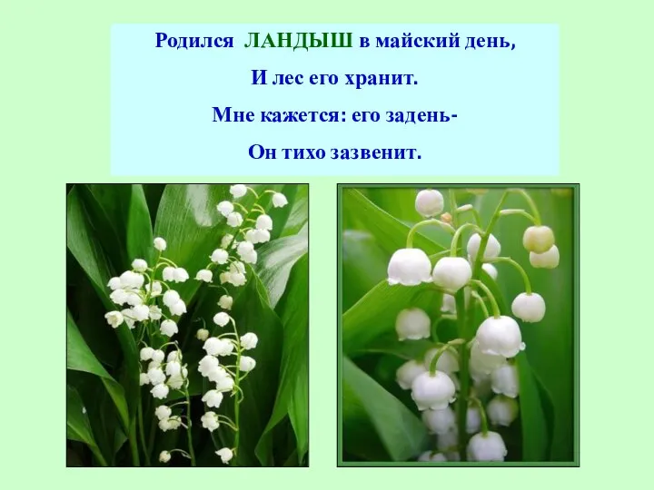 Родился ЛАНДЫШ в майский день, И лес его хранит. Мне кажется: его задень- Он тихо зазвенит.