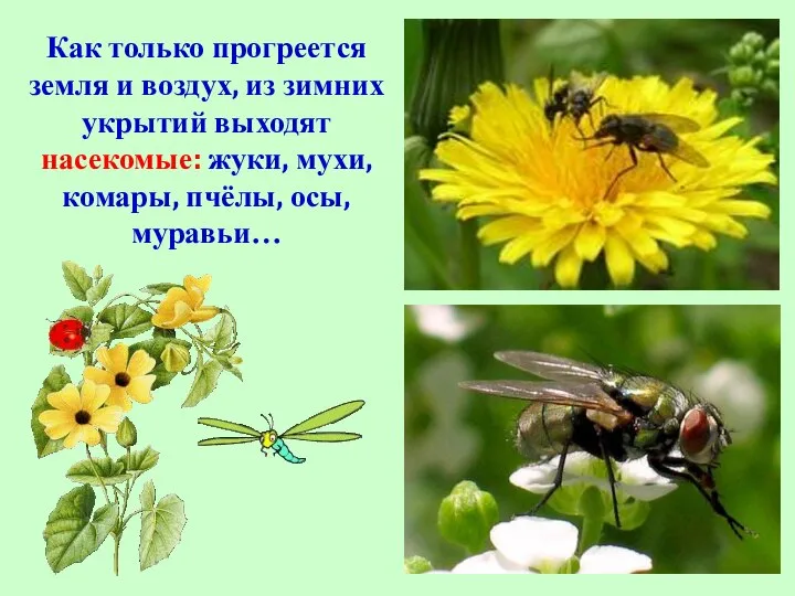 Как только прогреется земля и воздух, из зимних укрытий выходят насекомые: