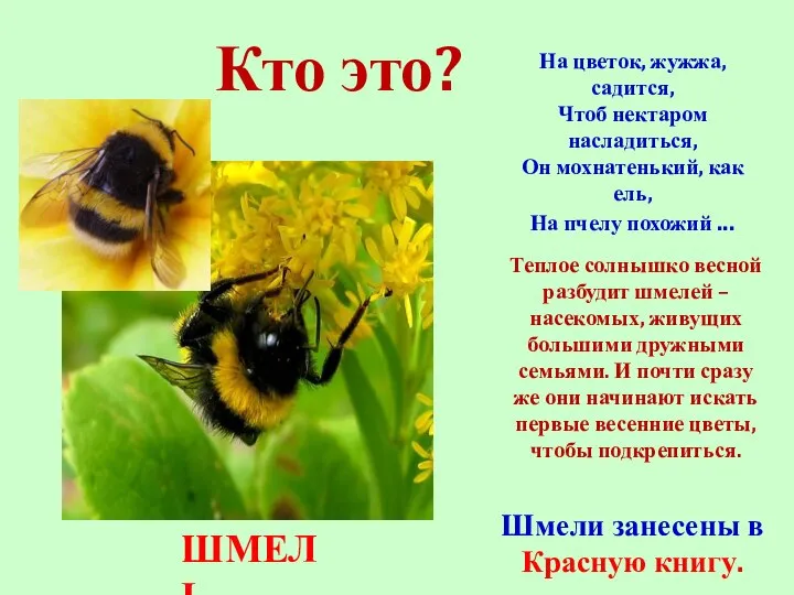 Кто это? Шмели занесены в Красную книгу. На цветок, жужжа, садится,