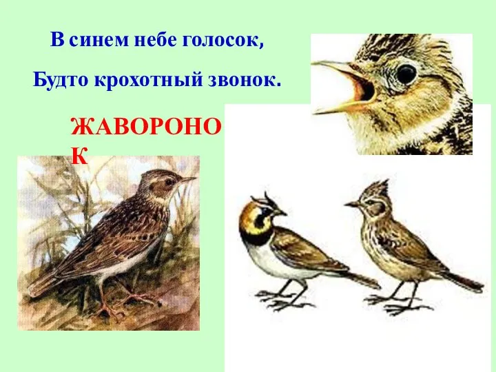 В синем небе голосок, Будто крохотный звонок. ЖАВОРОНОК