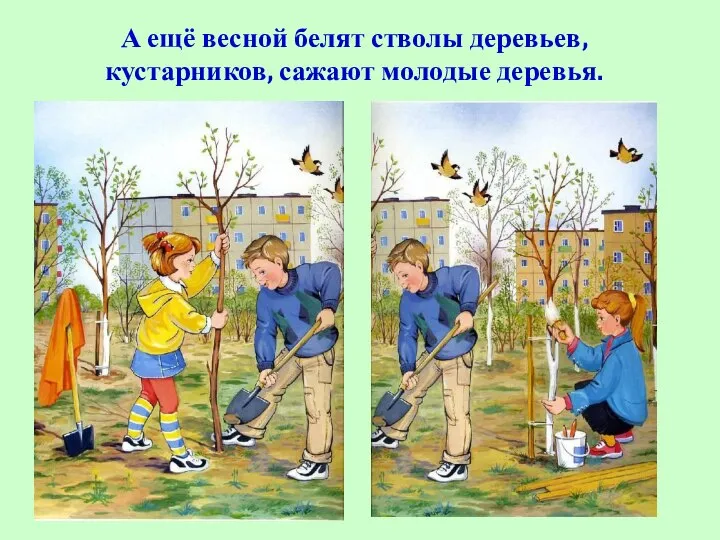 А ещё весной белят стволы деревьев, кустарников, сажают молодые деревья.