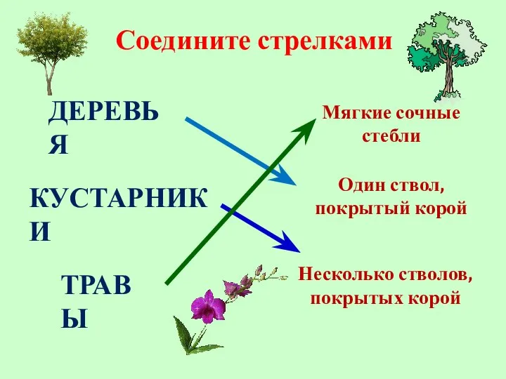 Соедините стрелками ДЕРЕВЬЯ КУСТАРНИКИ ТРАВЫ Мягкие сочные стебли Один ствол, покрытый корой Несколько стволов, покрытых корой