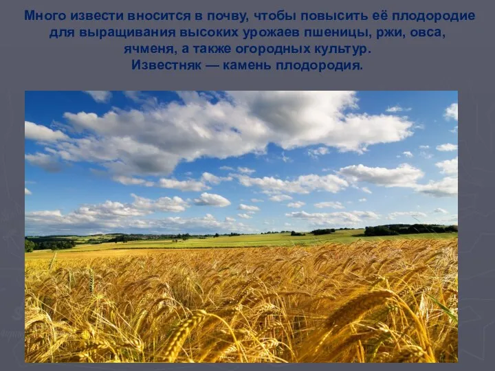 Много извести вносится в почву, чтобы повысить её плодородие для выращивания