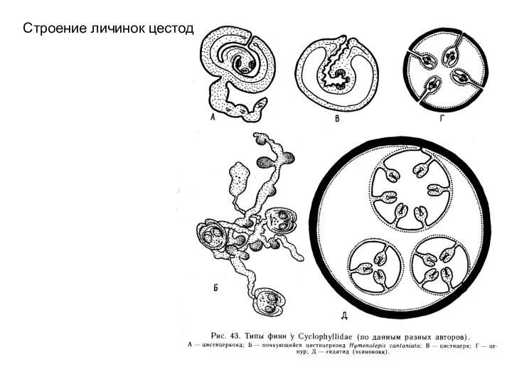 Строение личинок цестод
